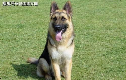 娱乐吃瓜酱德牧,吃瓜酱带你领略德牧界的欢乐盛宴