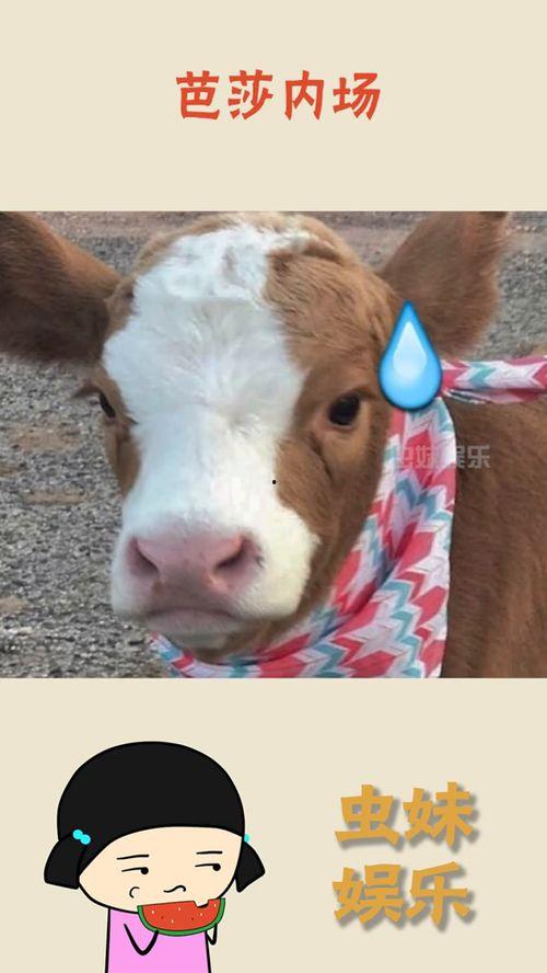 娱乐吃瓜酱猫抢鸡仔