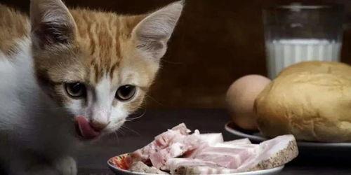 娱乐吃瓜酱猫抢鸡仔