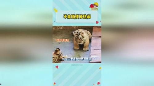 虎虎爱娱乐吃瓜,揭秘娱乐圈那些吃瓜背后的故事