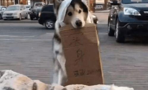 娱乐吃瓜酱骑车狗,骑行狗的趣味日常